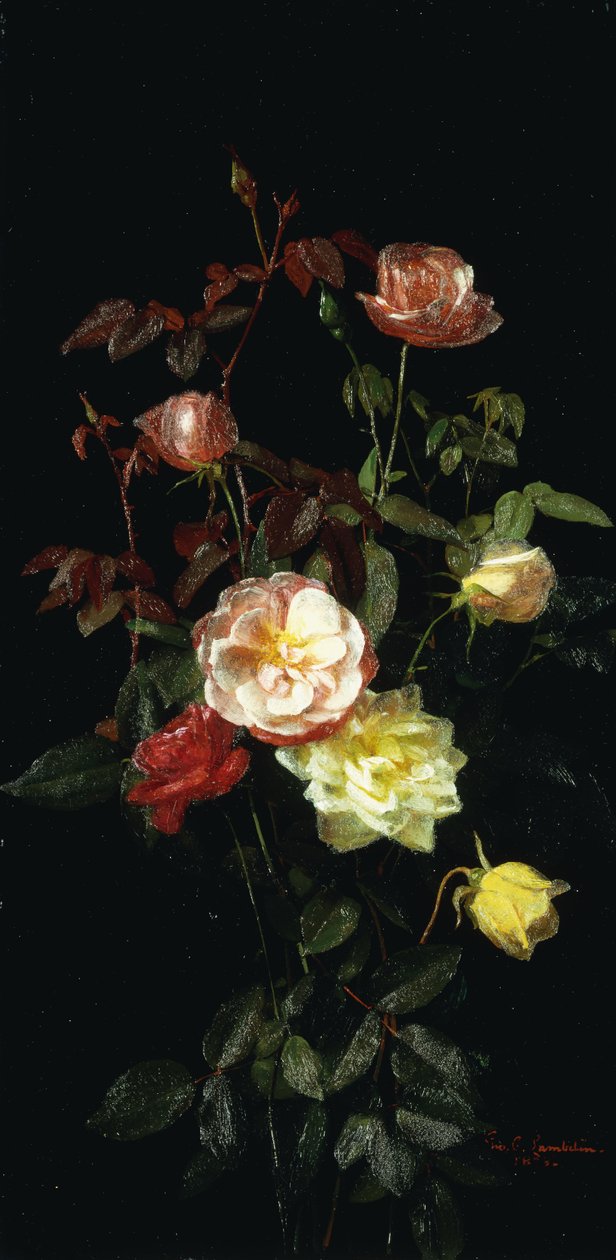 Rose da George Cochran Lambdin