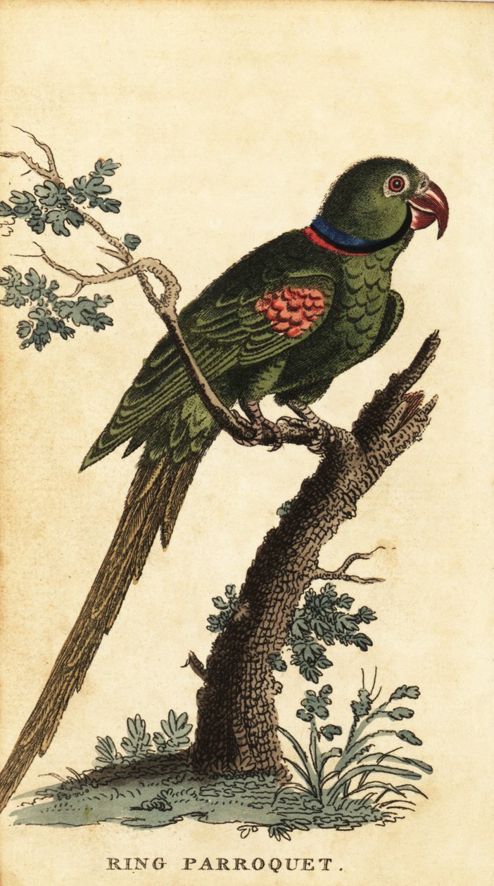 Parrocchetto alessandrino, Psittacula eupatria (incisione) da George Edwards