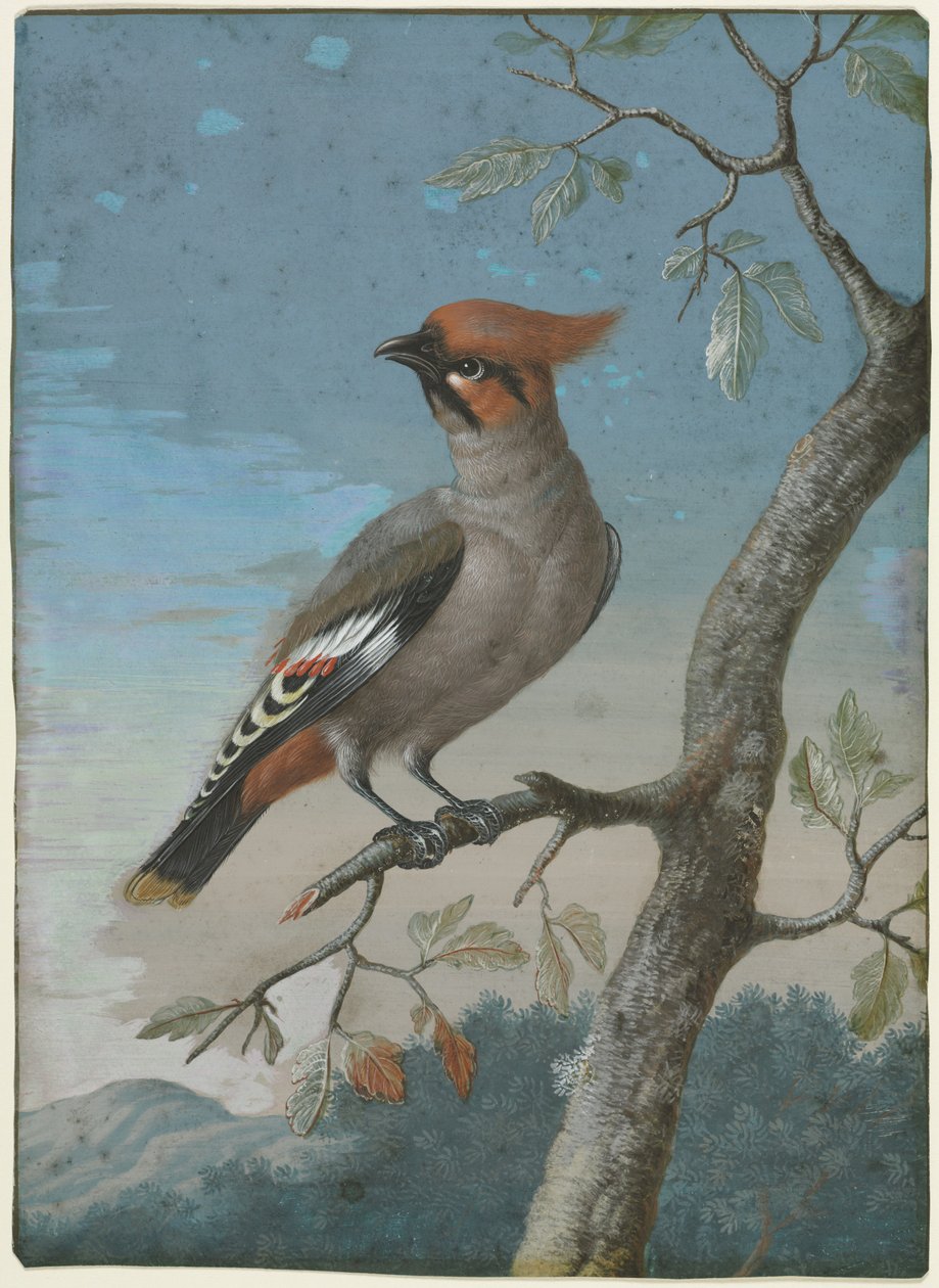 Studio degli uccelli: Tordo boemo da George Edwards