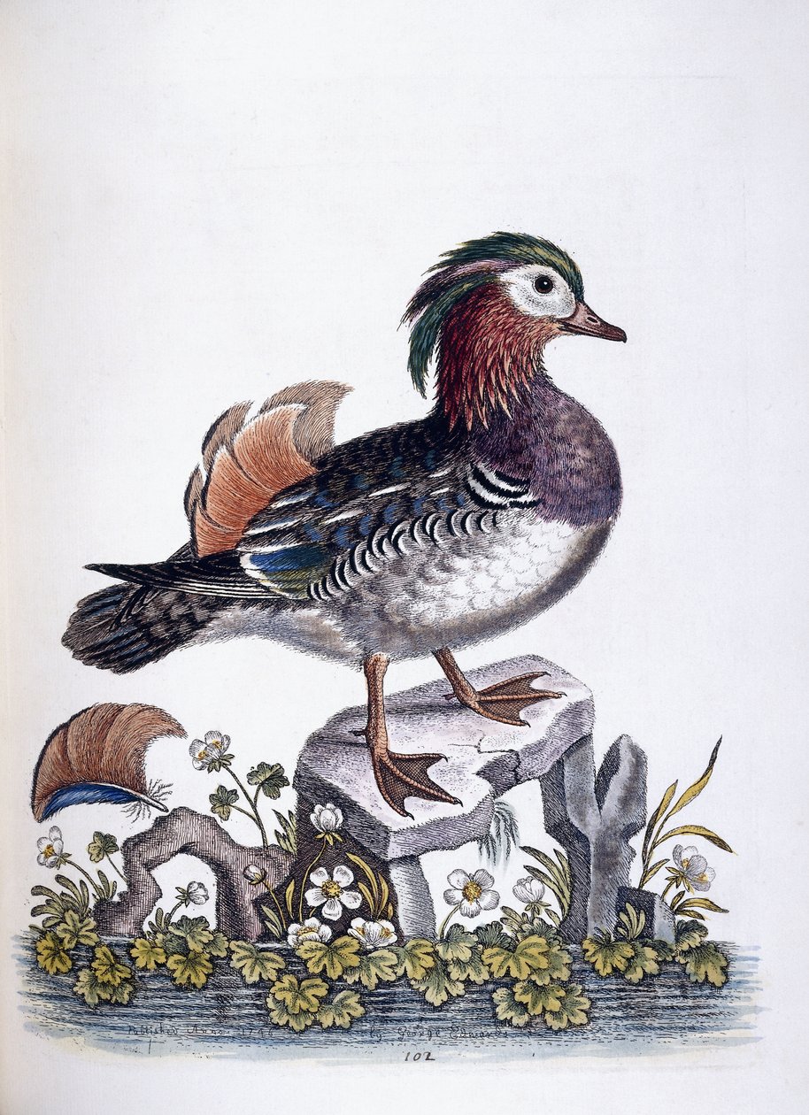 Anatra cinese, 1746 da George Edwards
