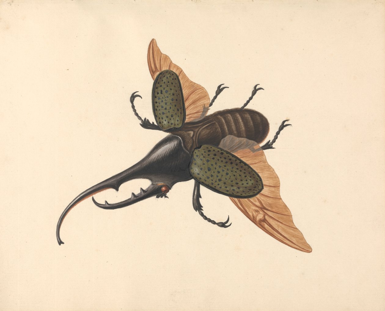 Scarabeo Ercole da George Edwards
