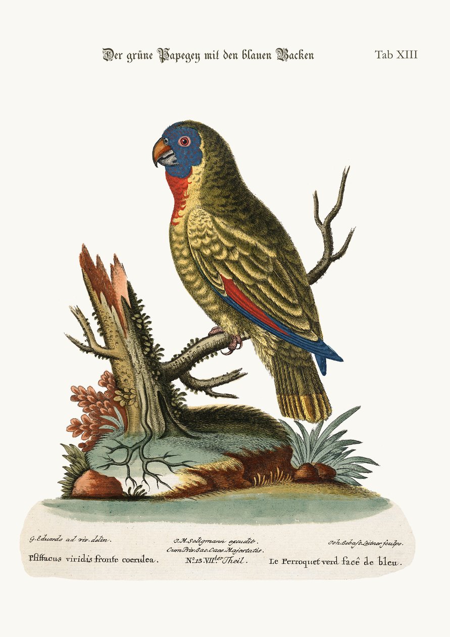 Il pappagallo verde dalla faccia blu, 1749-73 da George Edwards