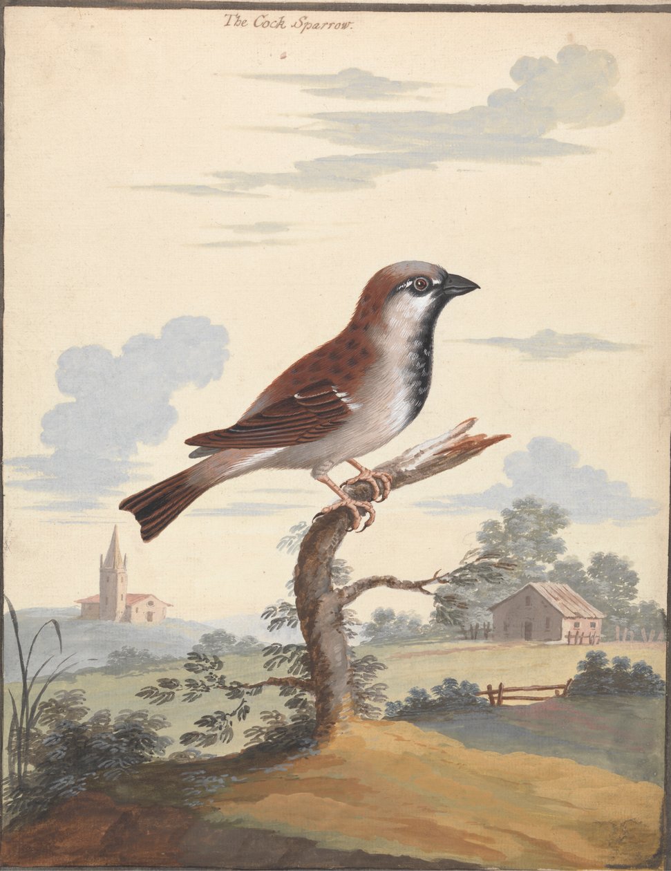 Il passero da George Edwards