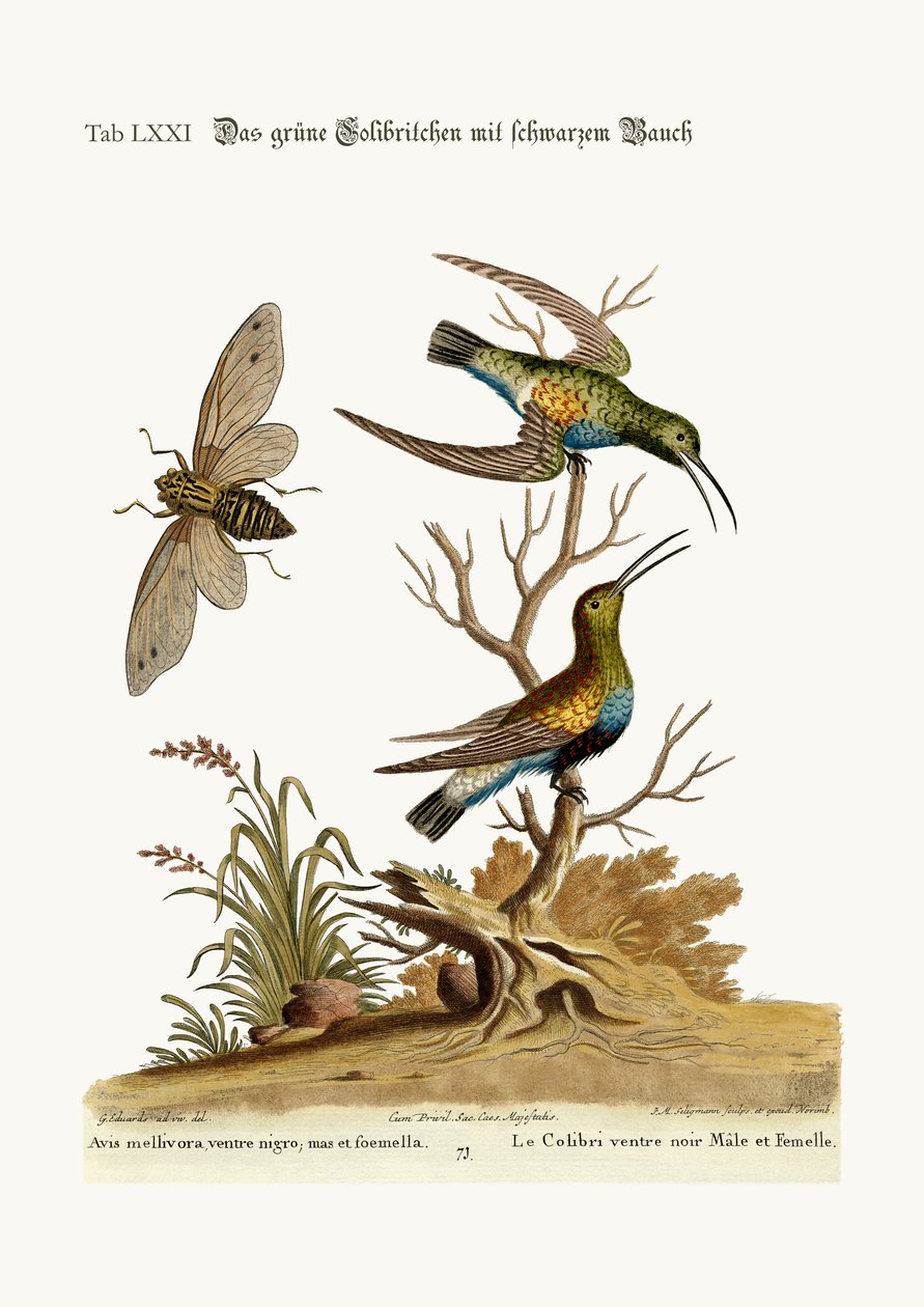 Il colibrì verde dal ventre nero, 1749-73 da George Edwards