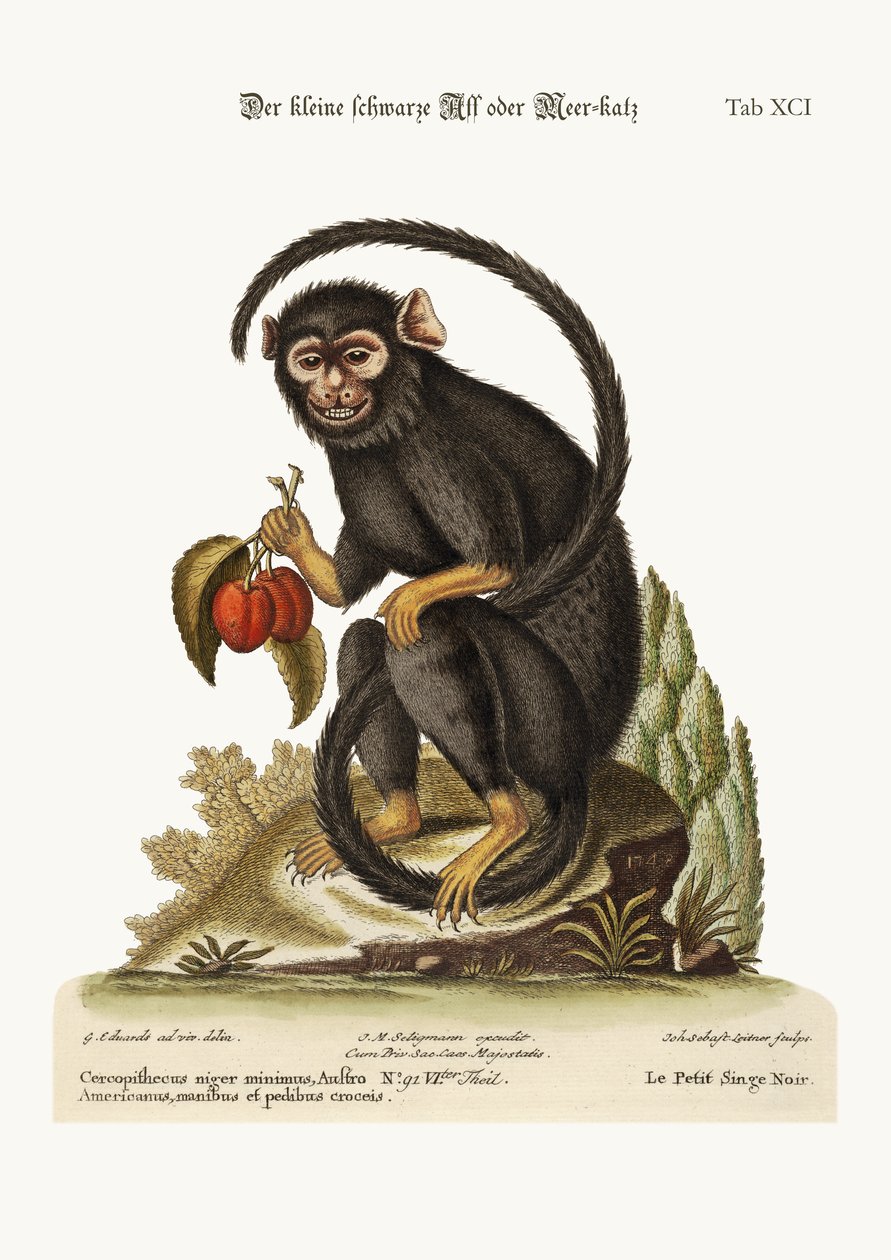 La piccola scimmia nera, 1749-73 da George Edwards