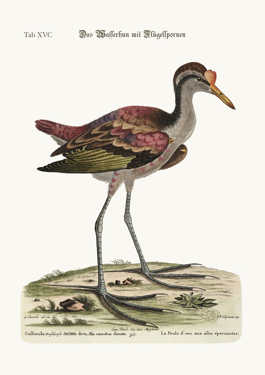 La gallinella d