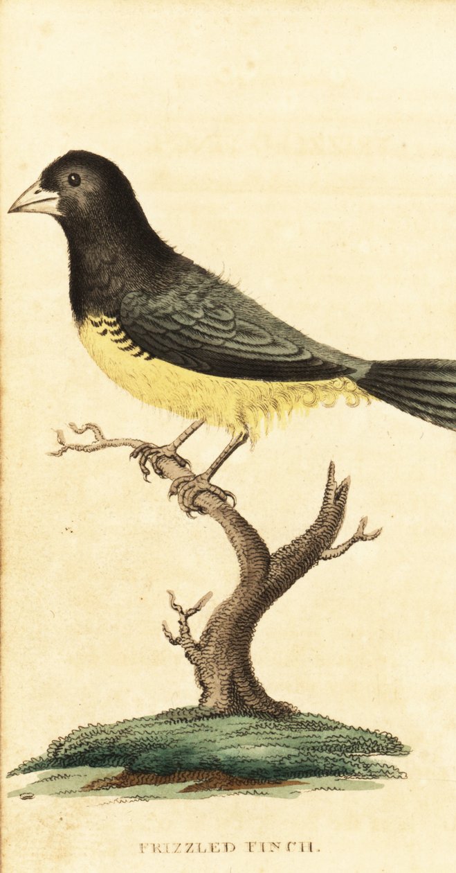 Tessitore dal ventre giallo, Sporophila nigricollis (incisione) da George Edwards