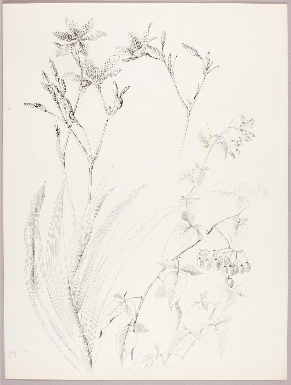 Senza titolo (studio botanico) da George Elbert Burr