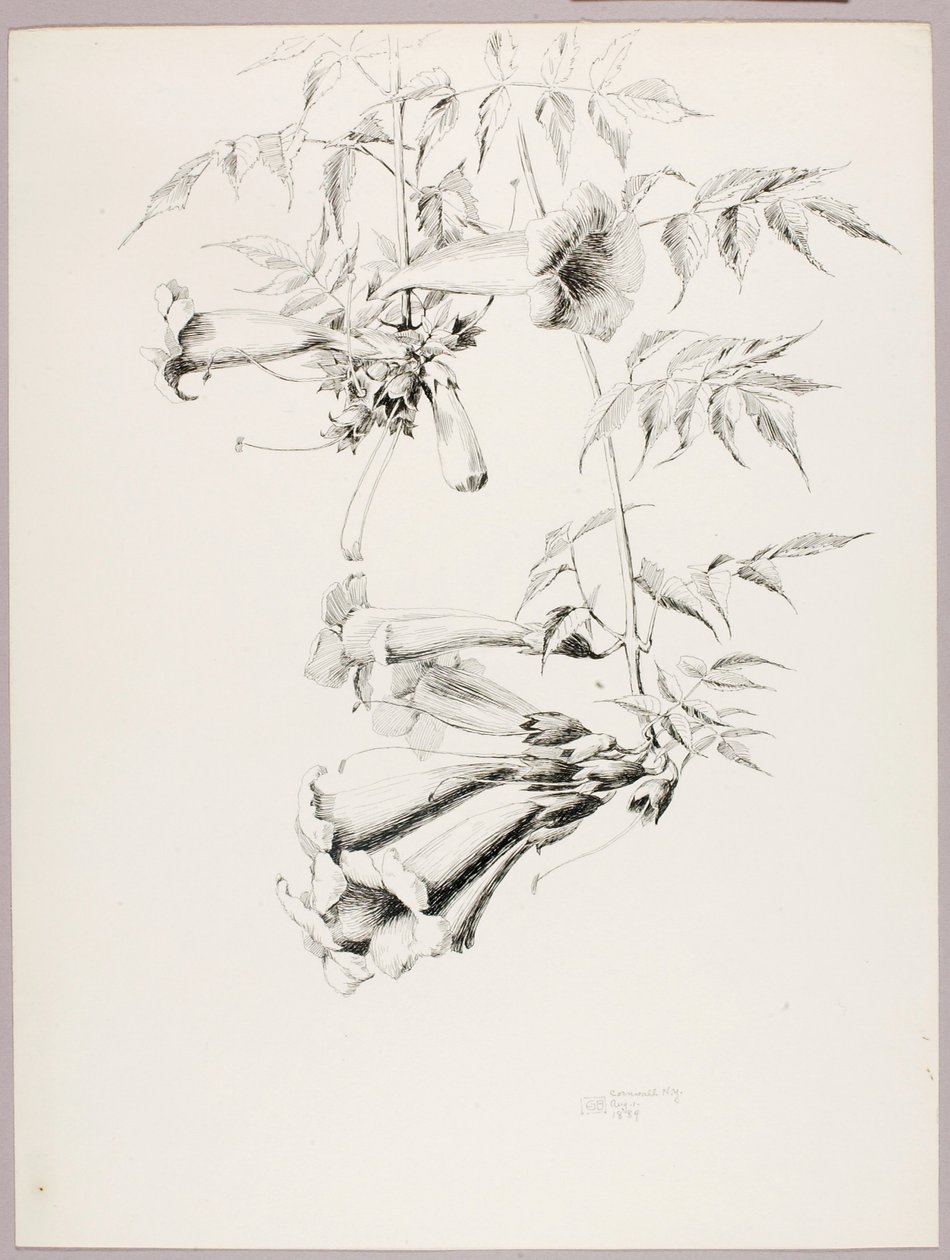 Senza titolo (Tromba di vite) da George Elbert Burr