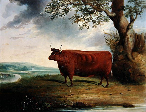 Ritratto di una mucca marrone da George Fenn