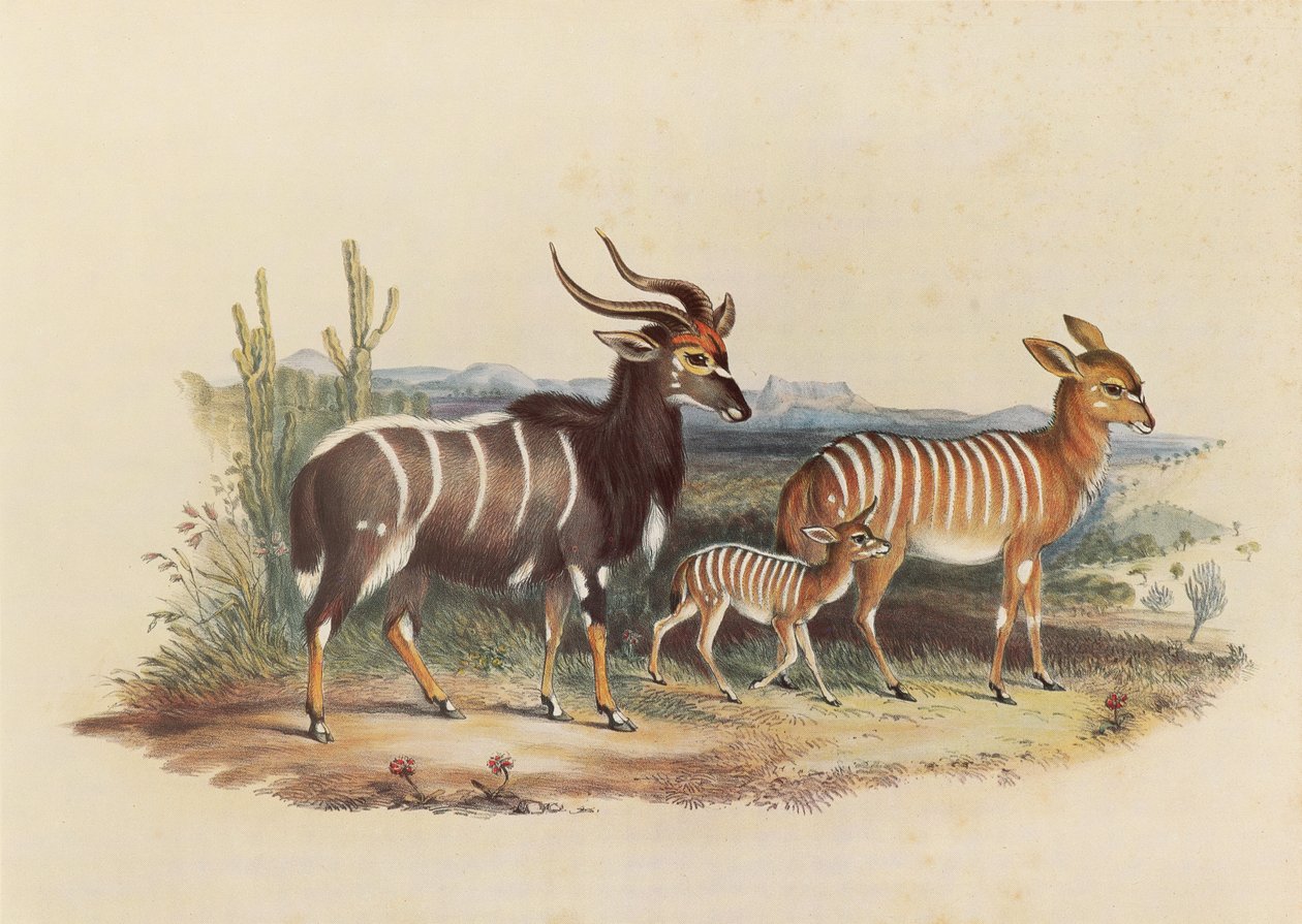 Il Nyala da George French Angas