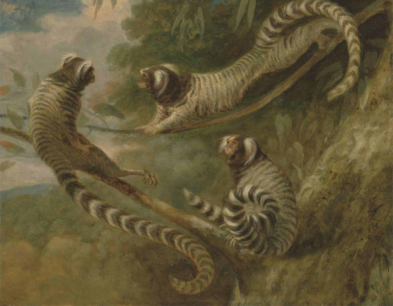 Un marmoset in tre atteggiamenti da George Garrard