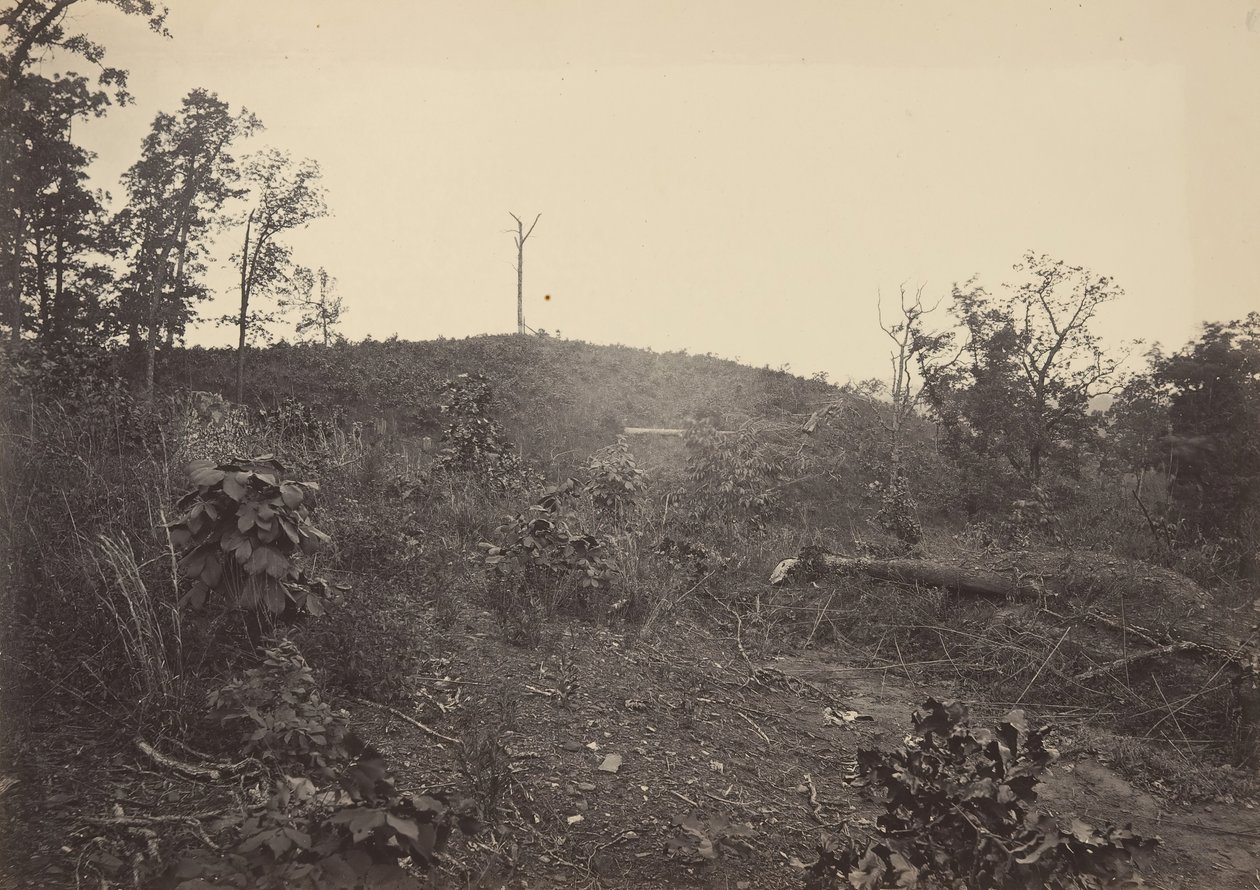 Montagna di pino da George N. Barnard