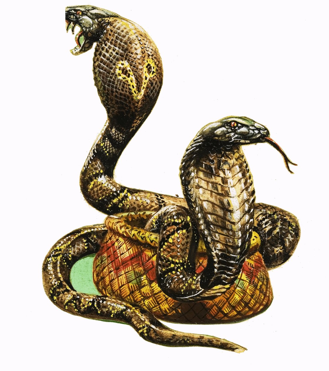Cobra reali da George R. Radcliffe