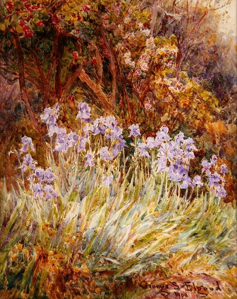 Iris azzurro pallido, Firenze da George Samuel Elgood