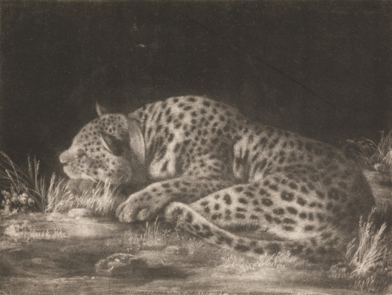 Una Tigre (Leopardo Addormentato) da George Stubbs