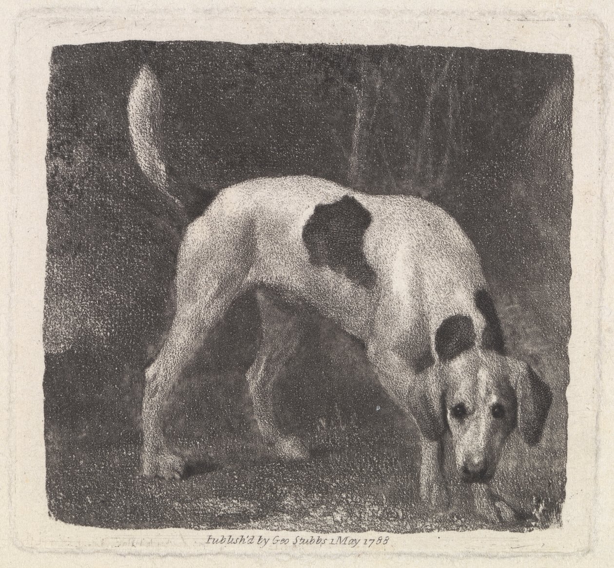 Cane [Un Foxhound alla ricerca] da George Stubbs