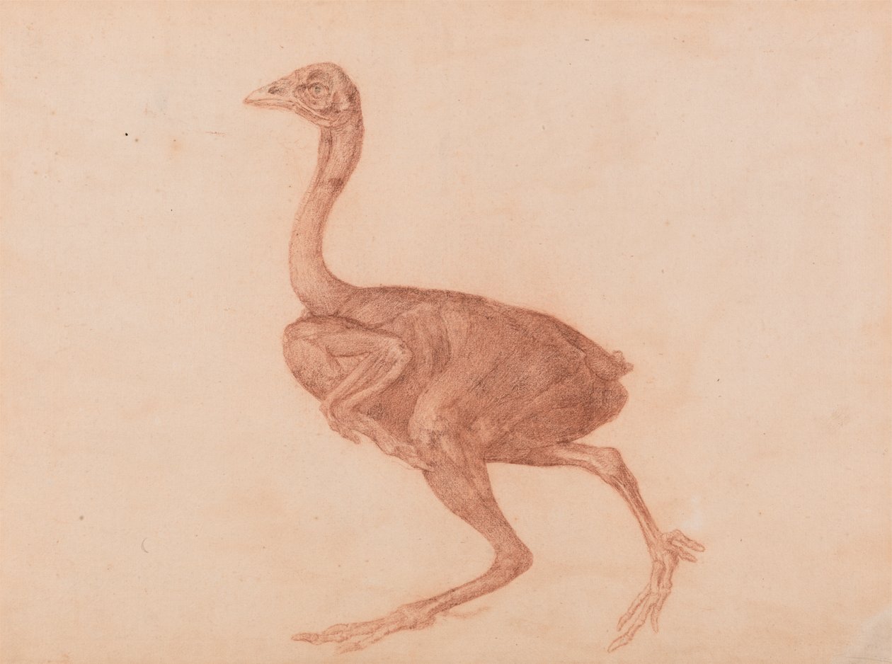 Gallina di Dorking, vista laterale da George Stubbs
