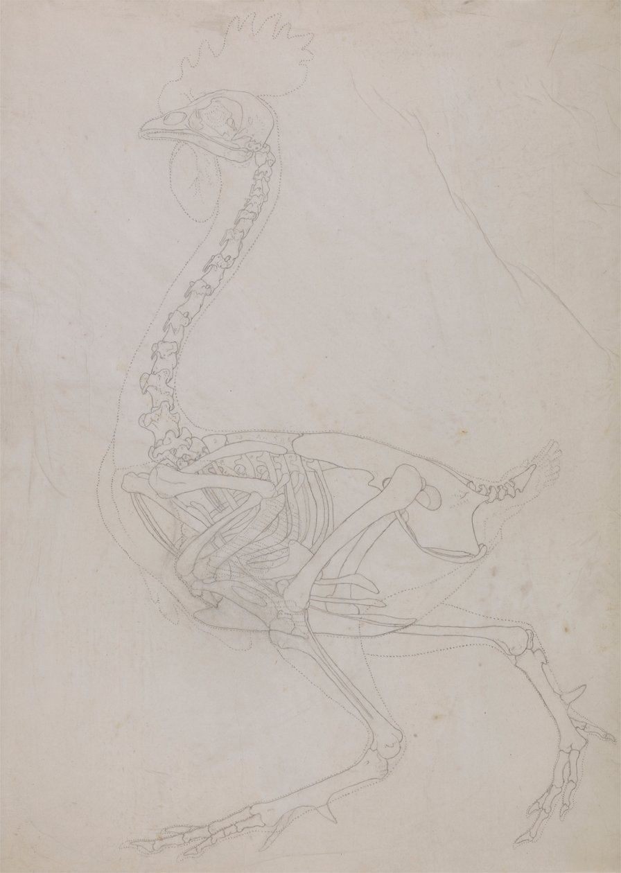 Scheletro di volatile, vista laterale (disegno a contorno) da George Stubbs