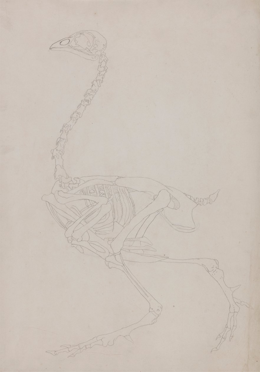Scheletro di volatile, vista laterale da George Stubbs