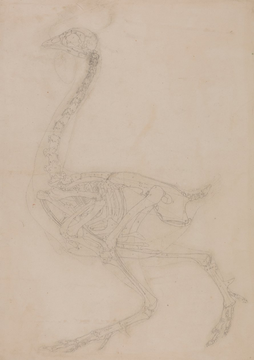 Scheletro di volatile, vista laterale da George Stubbs