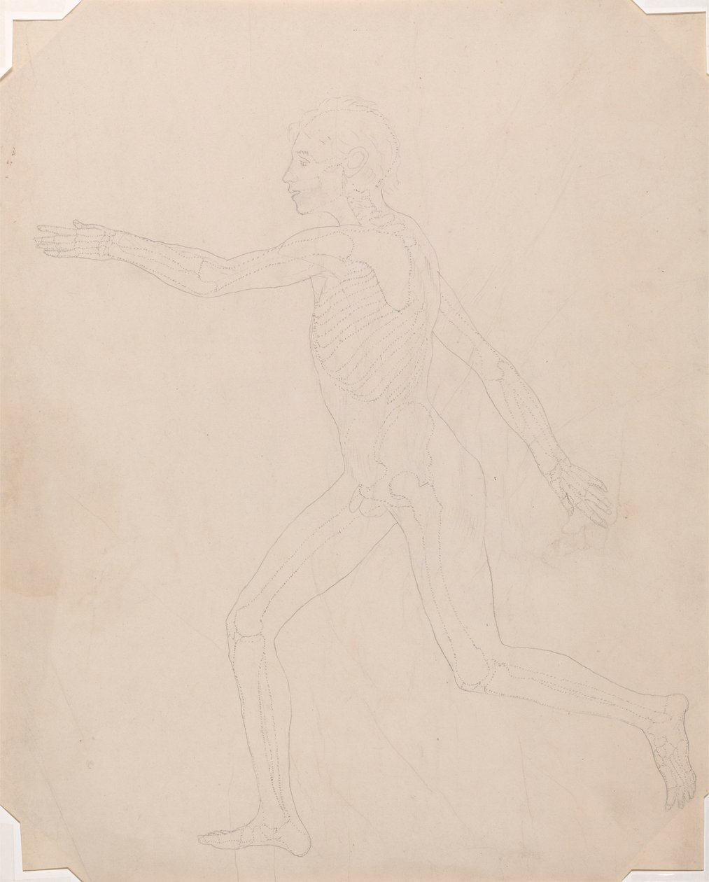 Figura umana, vista laterale da George Stubbs
