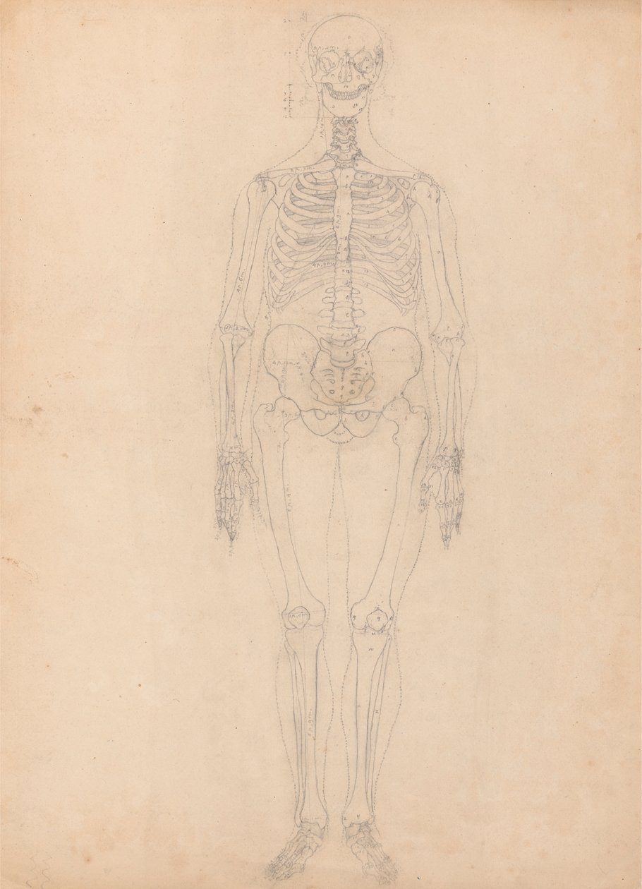 Scheletro umano, vista anteriore da George Stubbs