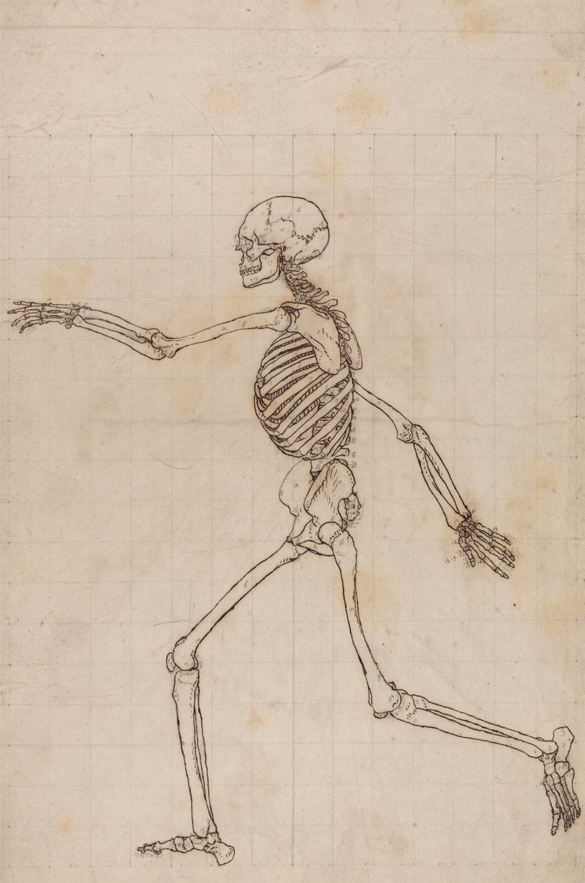 Scheletro umano, vista laterale da George Stubbs
