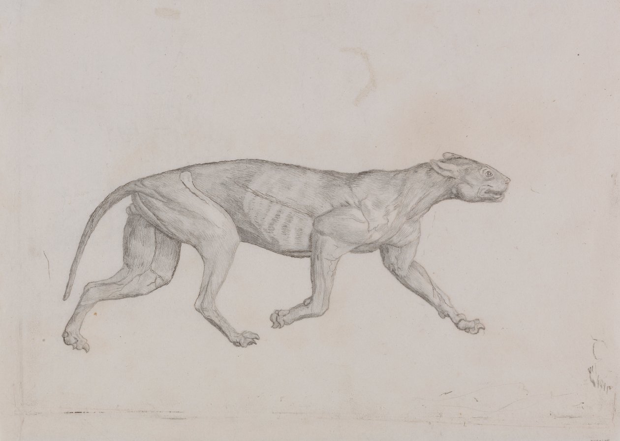 Corpo di Leopardo, Vista Laterale da George Stubbs