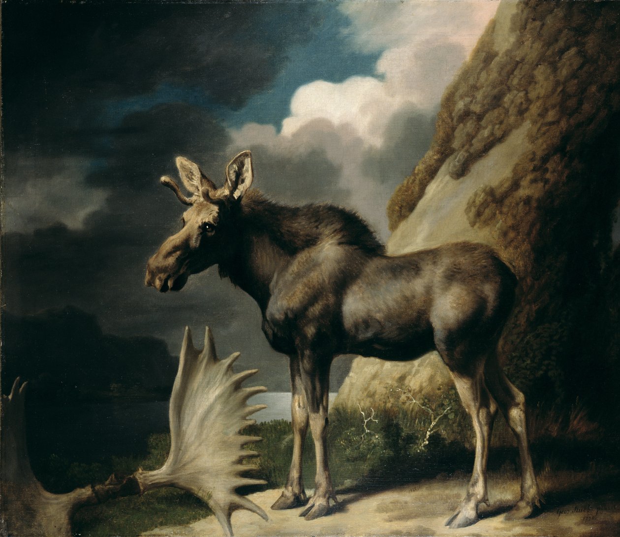 Alce, 1770 da George Stubbs