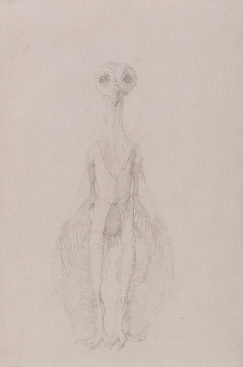 Gufo in Piedi, Vista Anteriore da George Stubbs