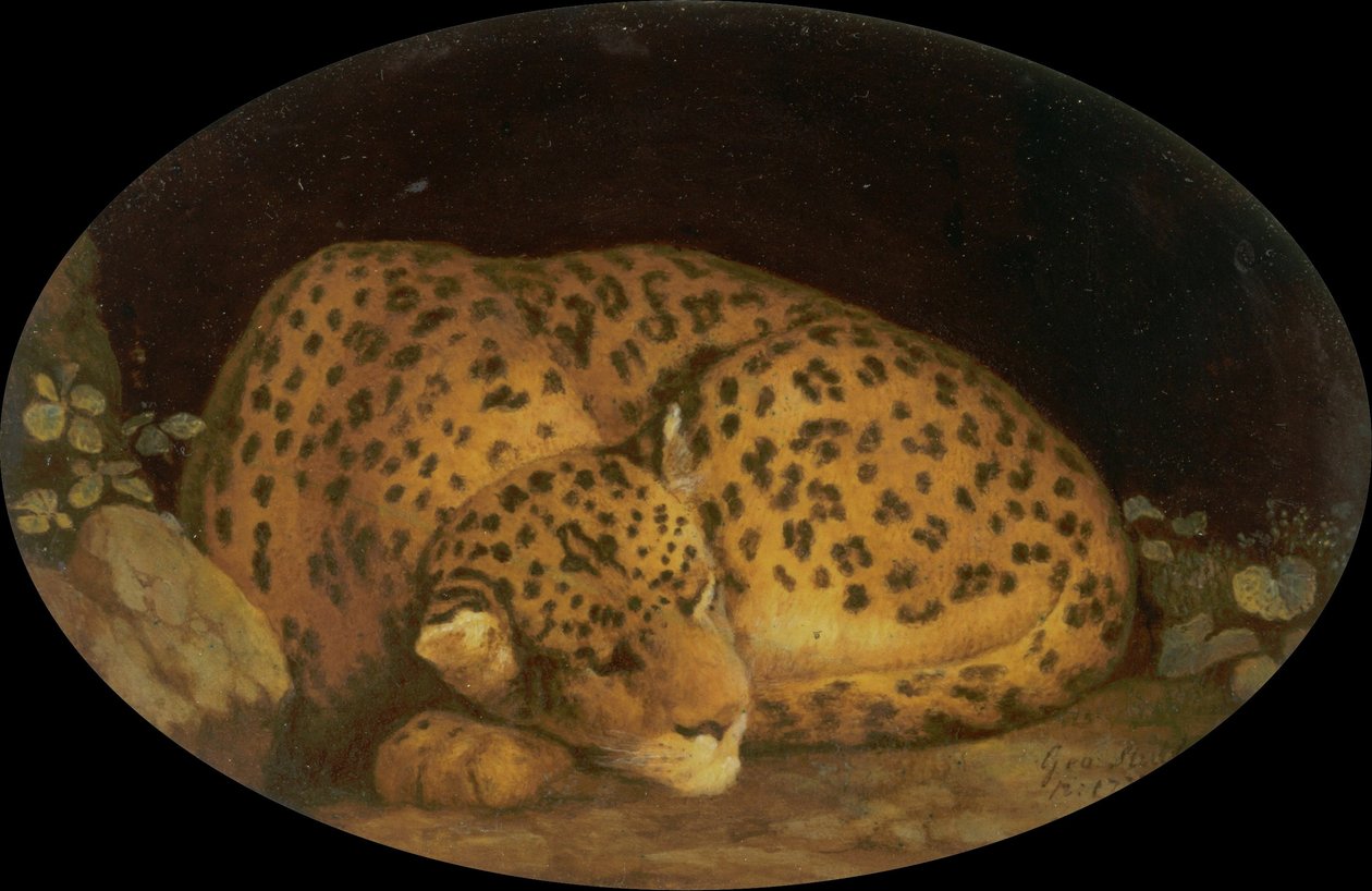 Leopardo addormentato da George Stubbs