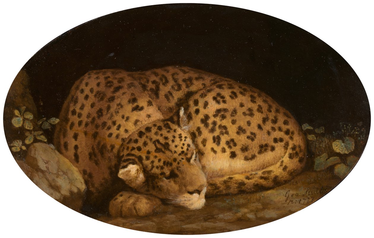 Leopardo addormentato da George Stubbs