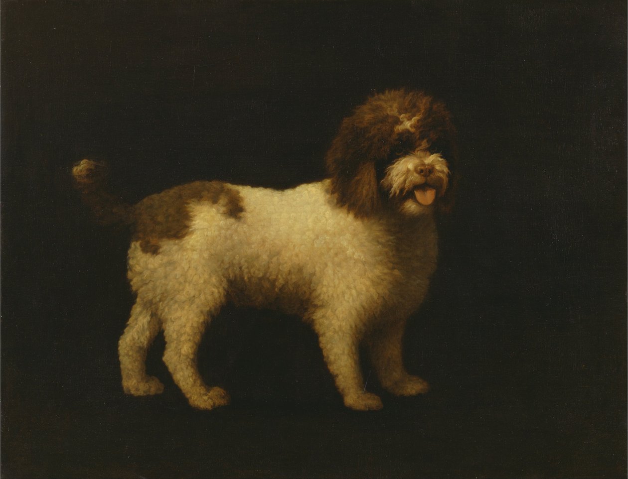 Spaniel d