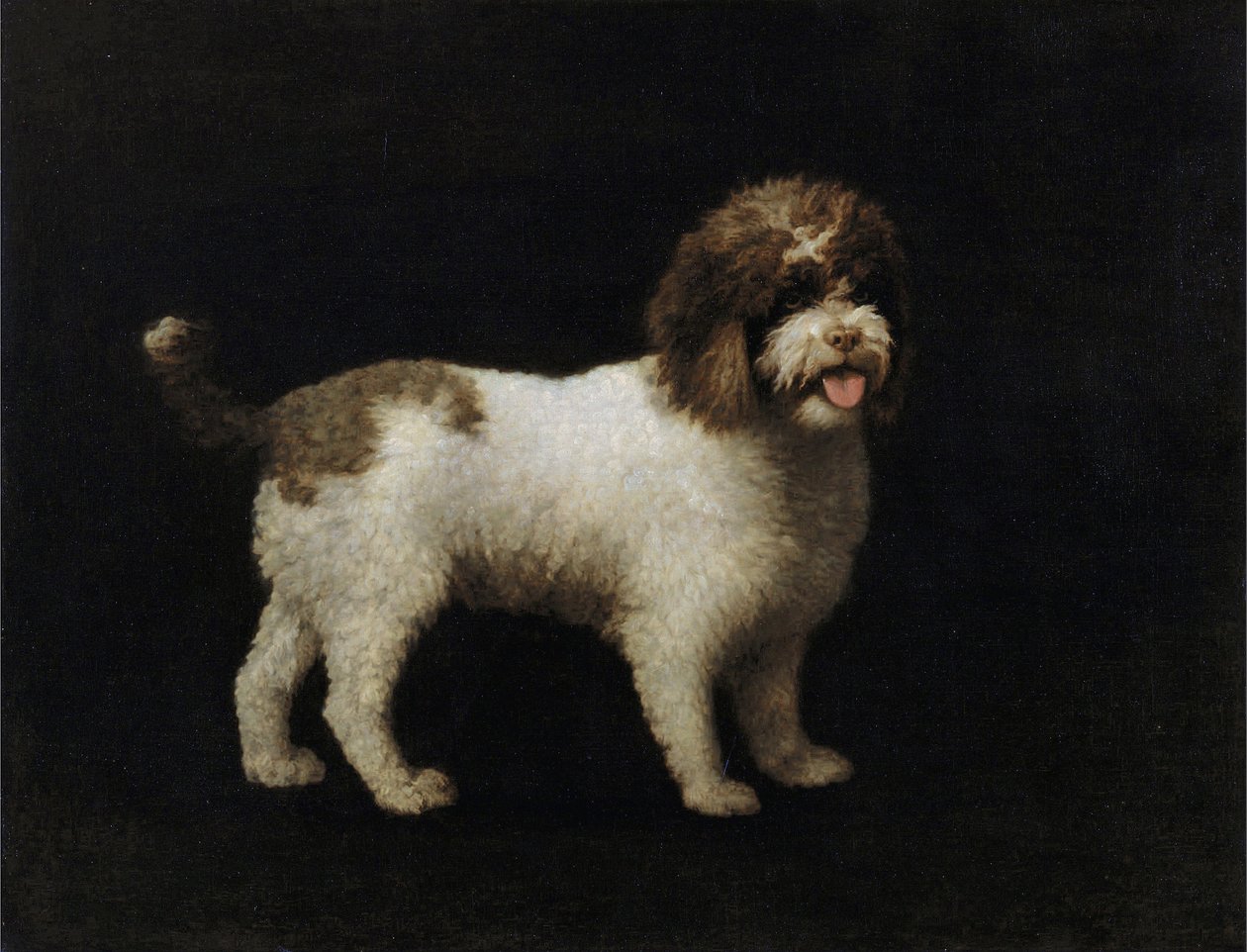 Spaniel d