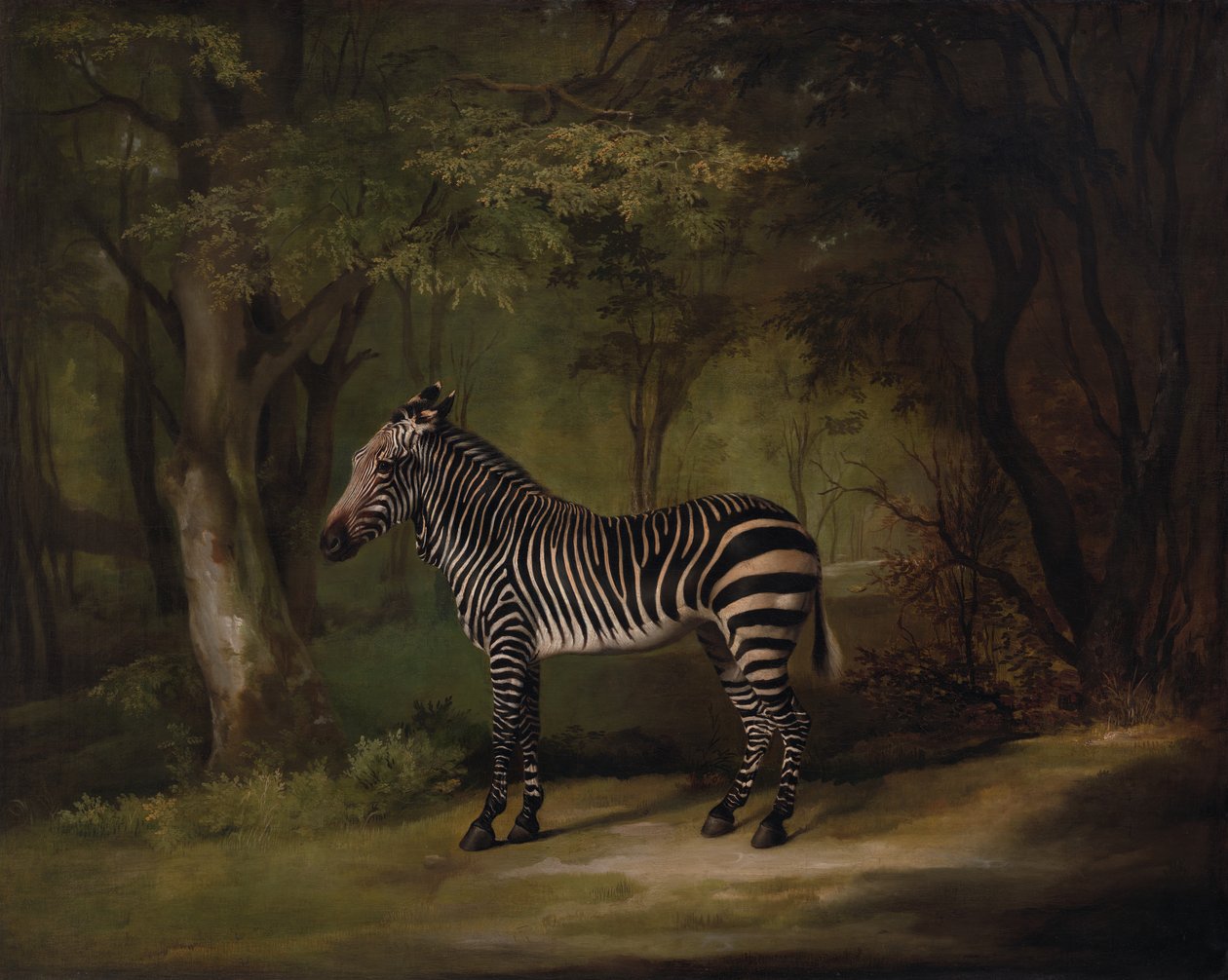 Zebra, esposta 1763 da George Stubbs