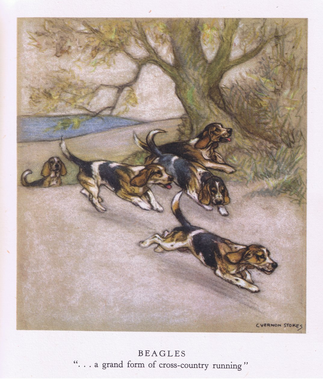 Beagles (litografia a colori) da George Vernon Stokes