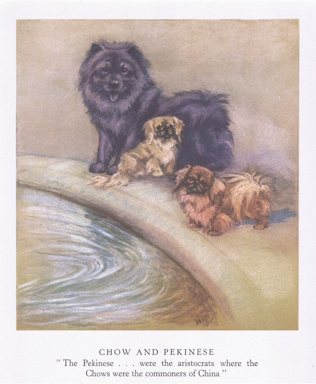 Chow e Pechinese (litografia a colori) da George Vernon Stokes