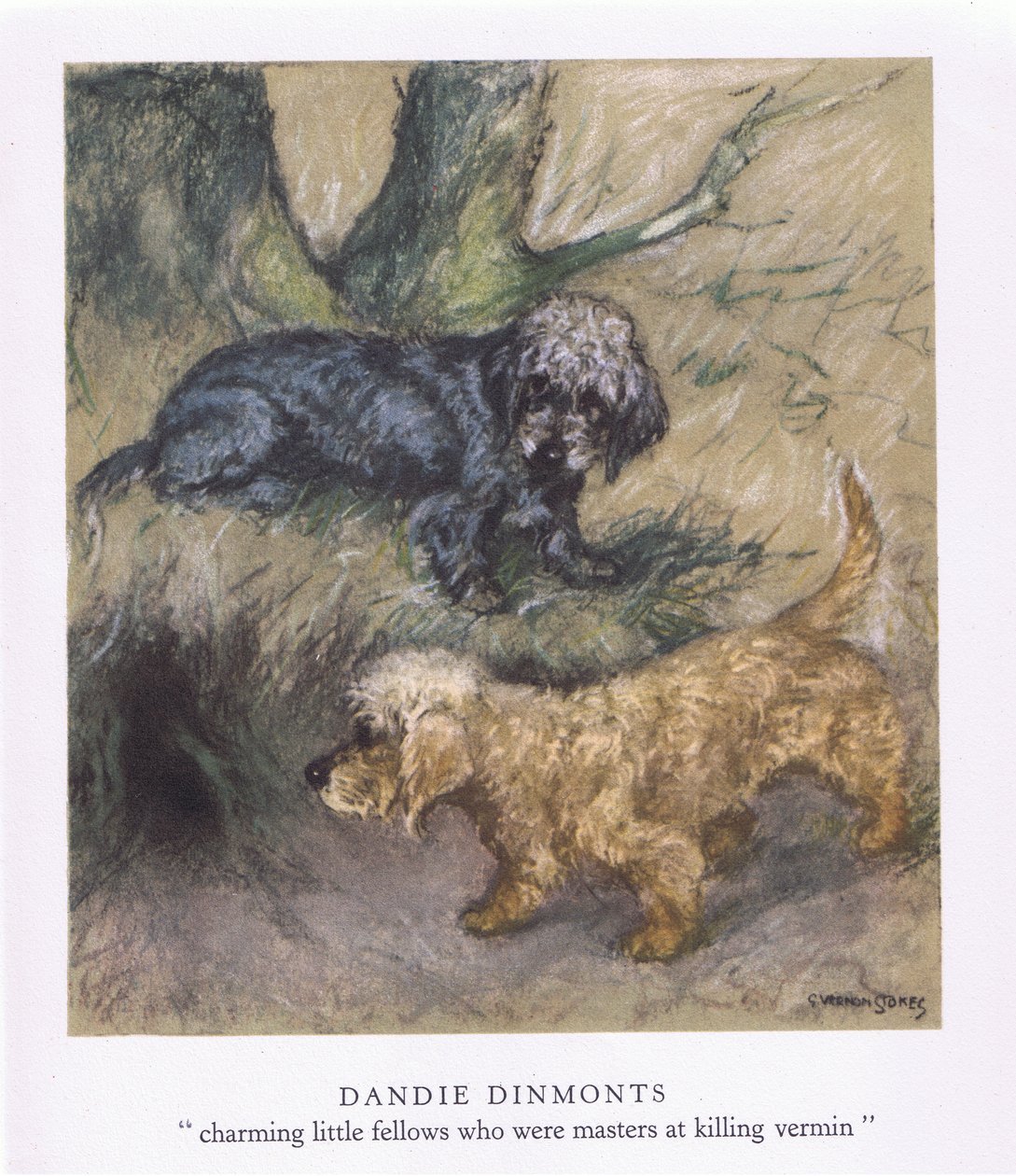 Dandie Dimonts (litografia a colori) da George Vernon Stokes