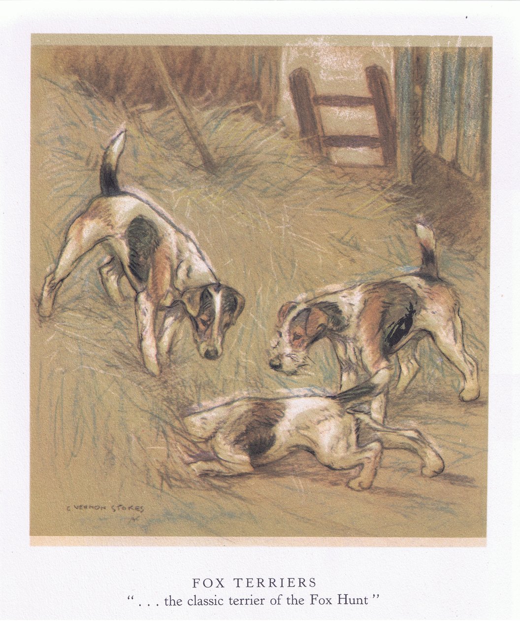 Fox Terrier (litografia a colori) da George Vernon Stokes