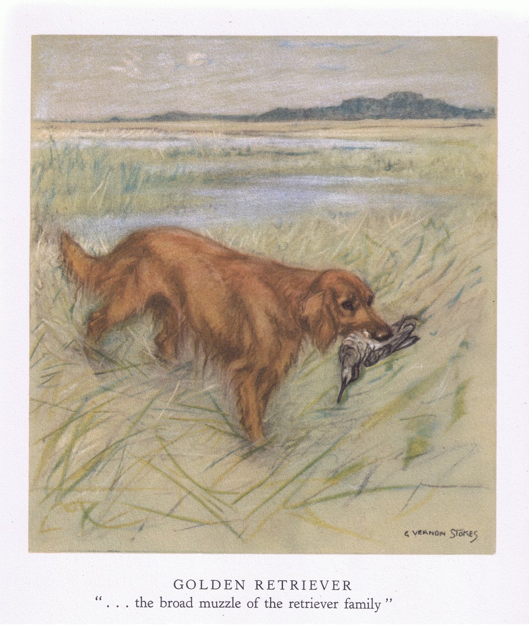 Golden Retriever (litografia a colori) da George Vernon Stokes