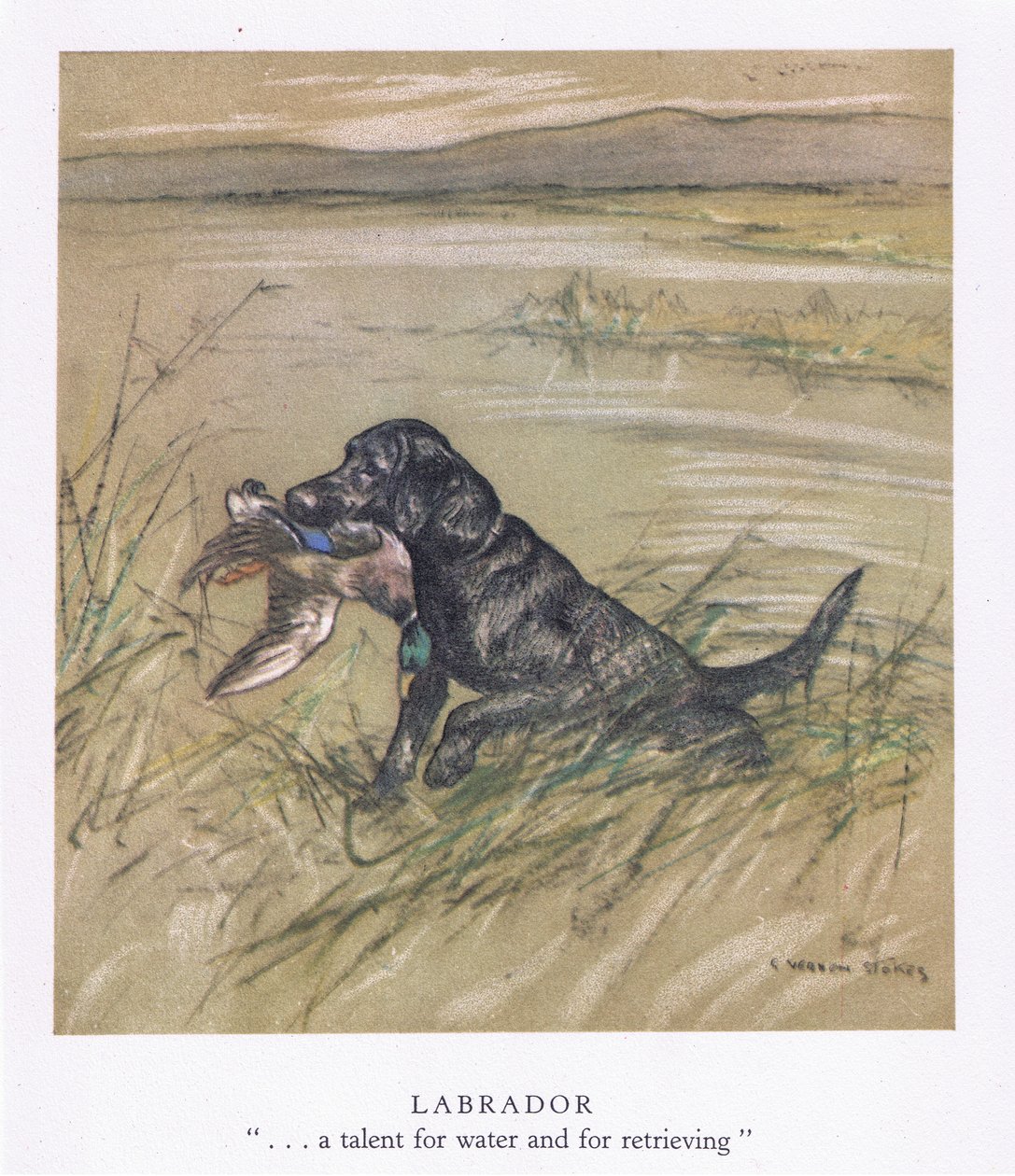 Labrador (litografia a colori) da George Vernon Stokes