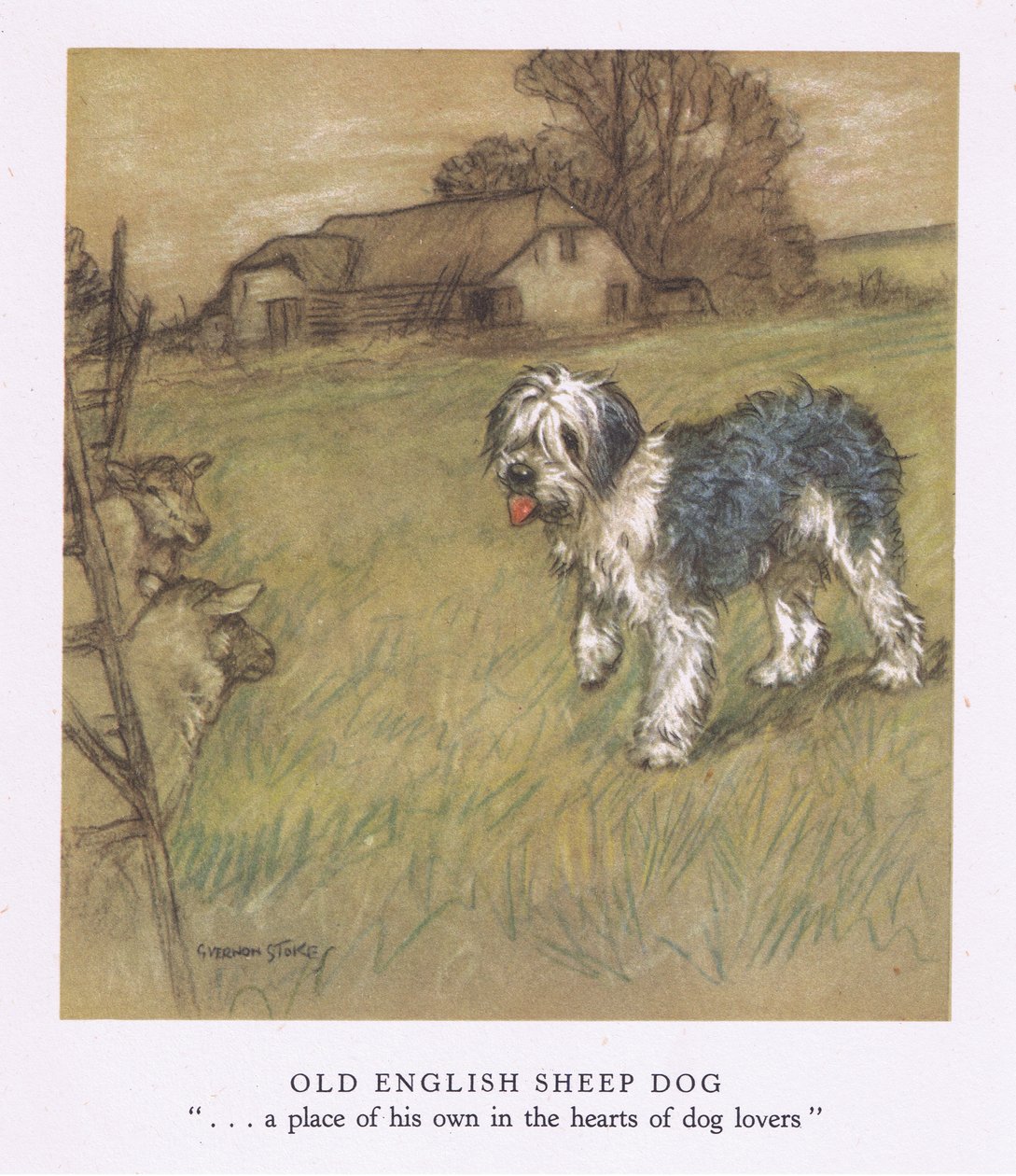 Cane da pastore inglese (litografia a colori) da George Vernon Stokes