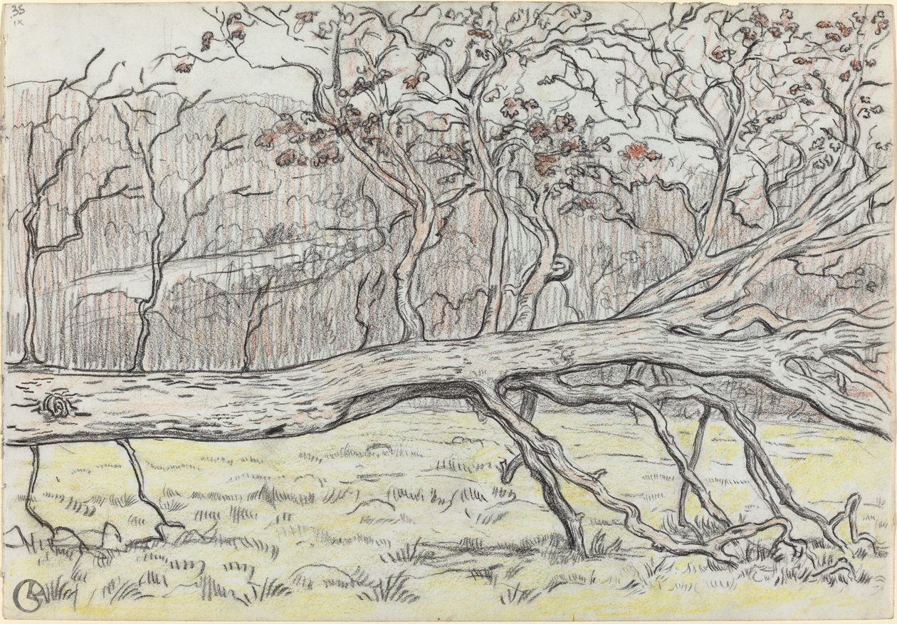 Albero abbattuto, Normandia da Georges Lacombe