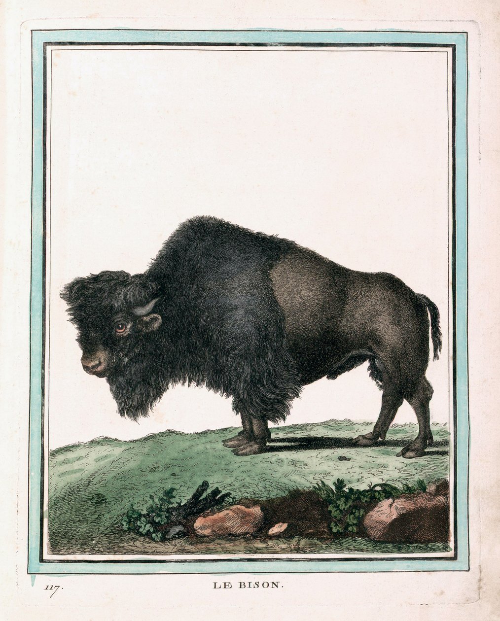 Stampa Antica di Bisonte Americano da Georges Louis Leclerc