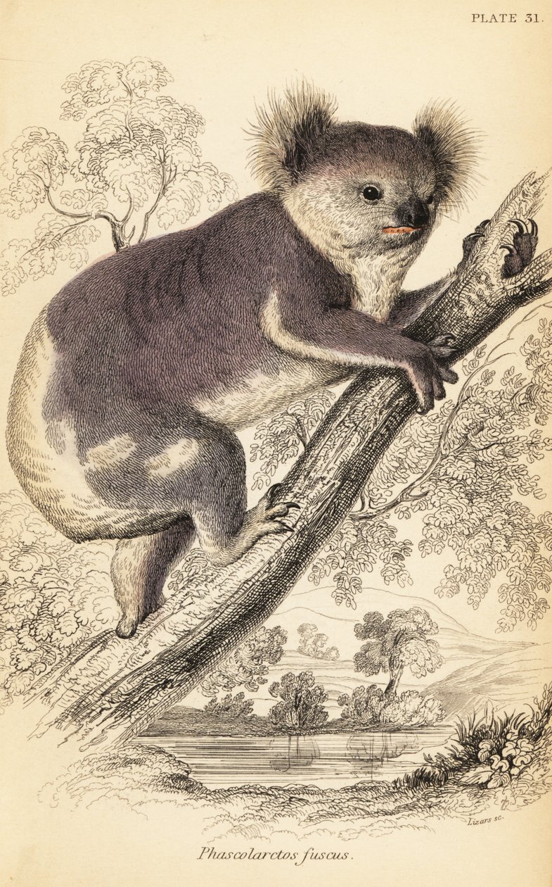 Koala, Phascolarctos cinereus, 1841 (incisione) da Georges Robert Waterhouse