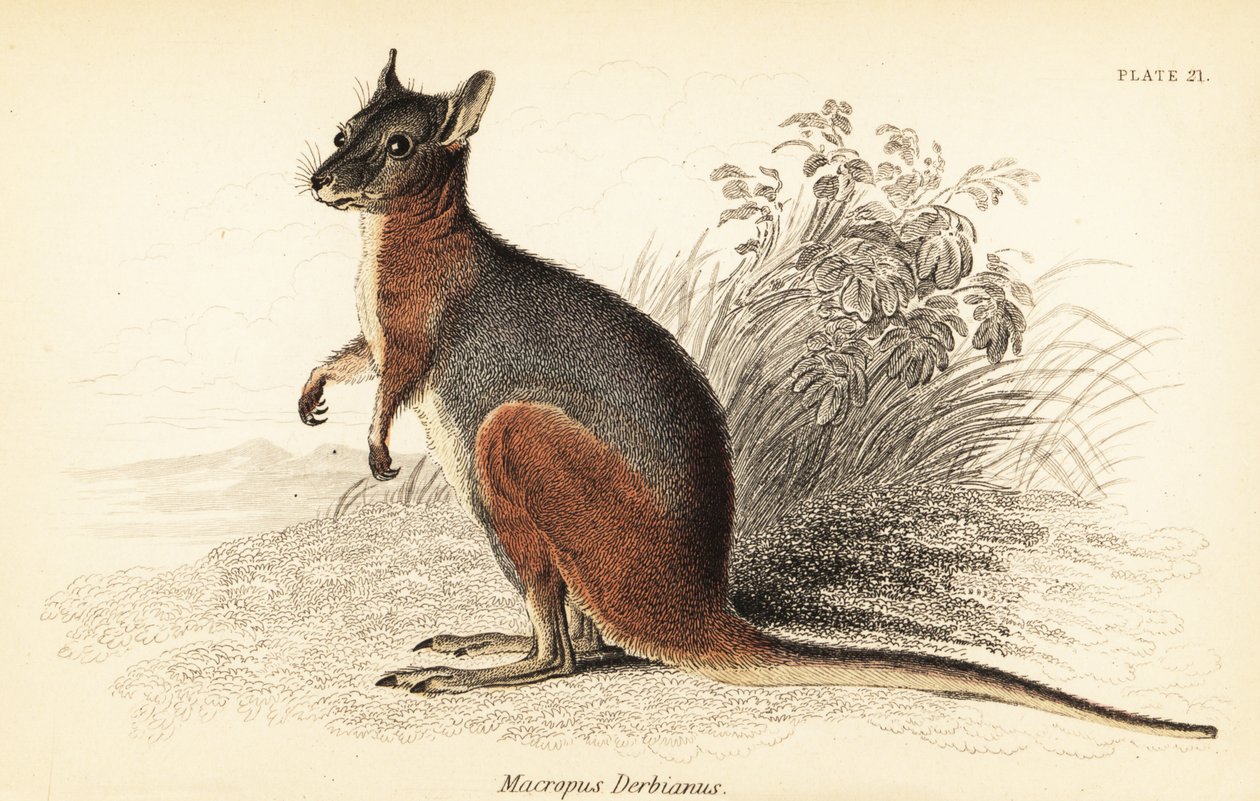 Wallaby di Tammar, Macropus eugenii (incisione) da Georges Robert Waterhouse