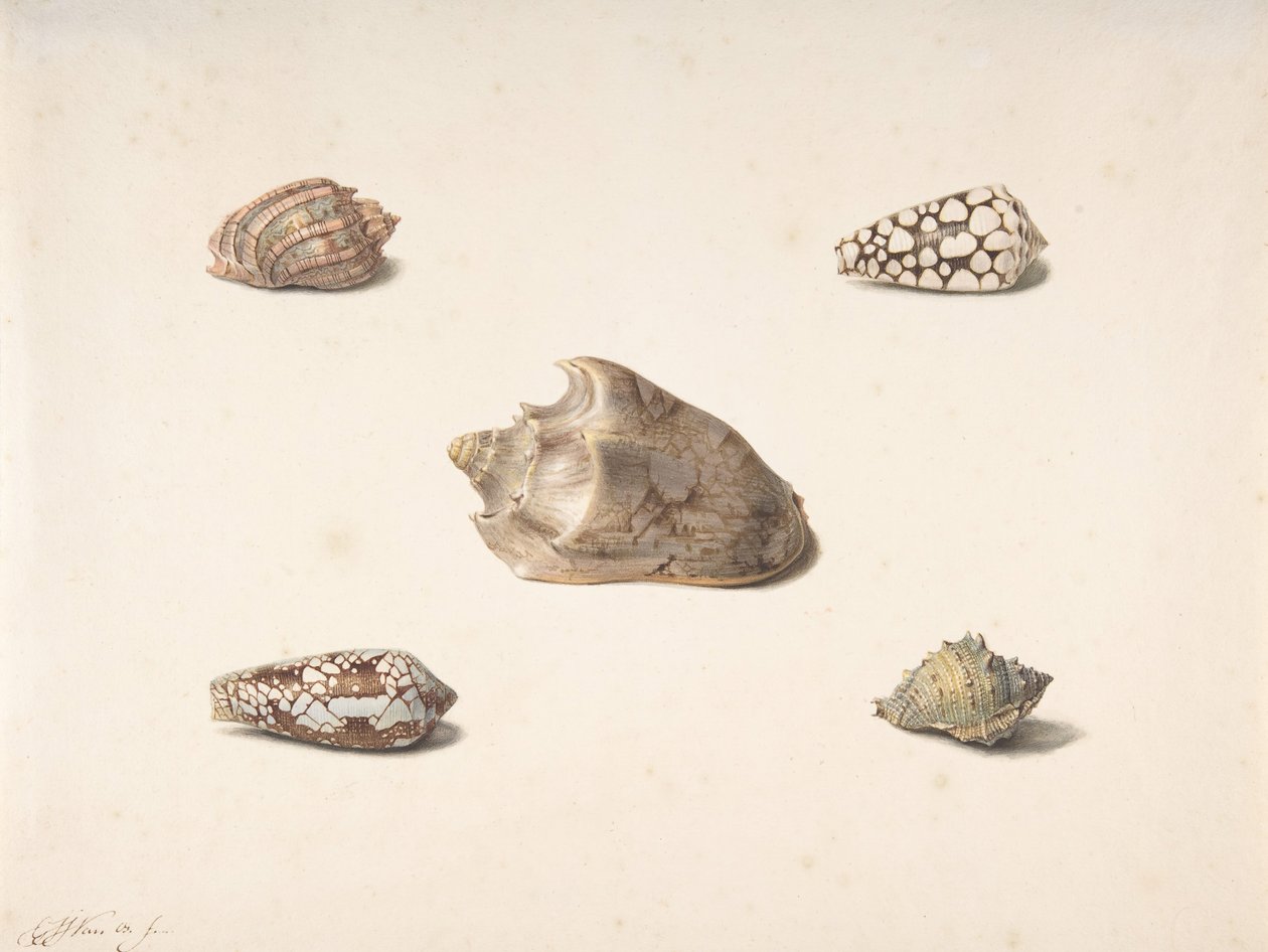 Cinque conchiglie da Georgius Jacobus Johannes van Os