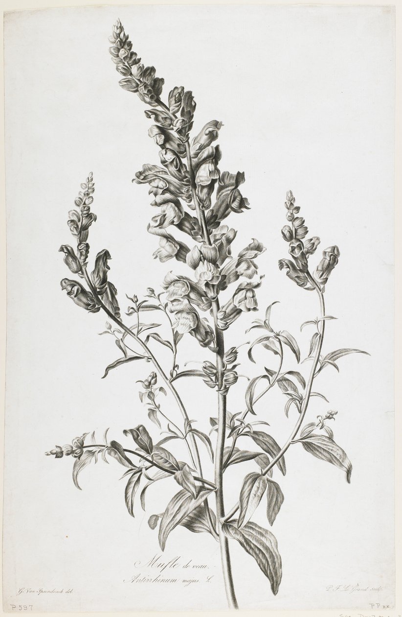 Mufle de veau, da Fleurs Dessinees d