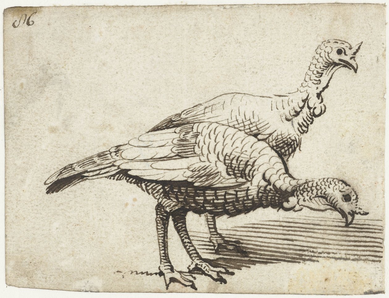 Due tacchini da Gerard ter Borch (I)